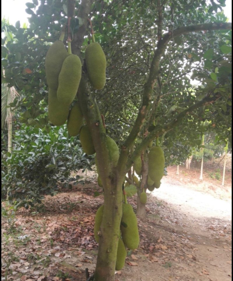 波罗蜜