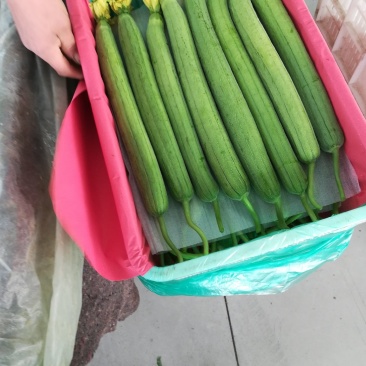 精品丝瓜