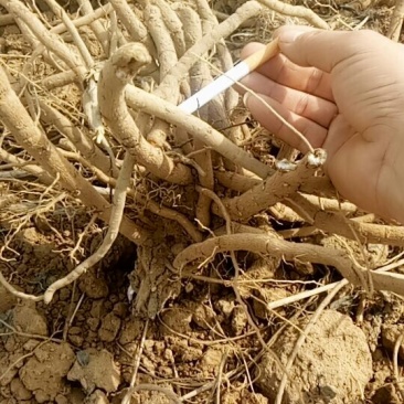 牡丹大条大量出货种另有占地苗绿化用牡丹苗