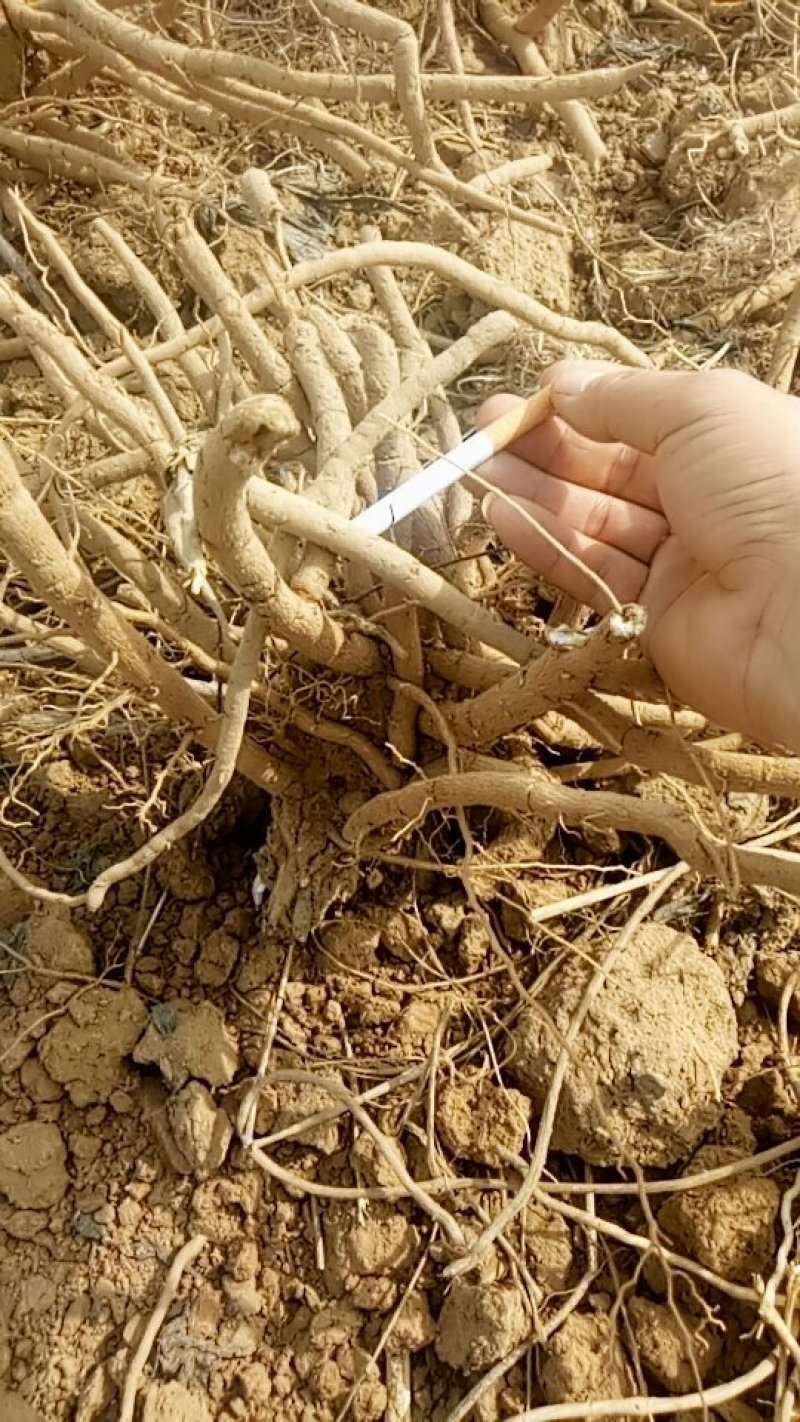 牡丹大条大量出货种另有占地苗绿化用牡丹苗