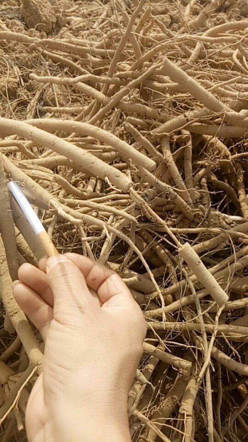 牡丹大条大量出货种另有占地苗绿化用牡丹苗