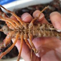 广州黄沙水产市场小龙虾专业批发