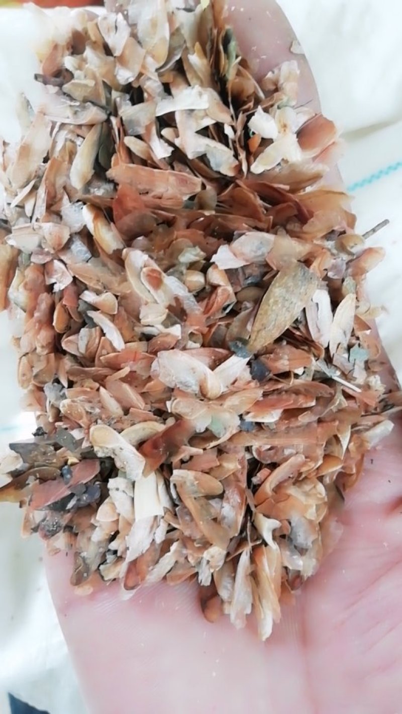 香椿种子红油香椿种子去翅净籽产地供应保证出芽率90%以上
