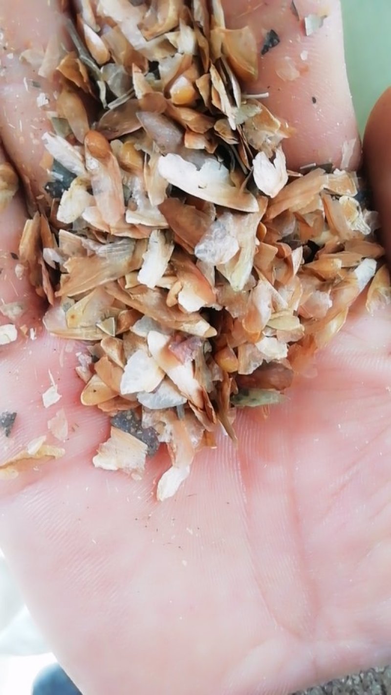 香椿种子红油香椿种子去翅净籽产地供应保证出芽率90%以上