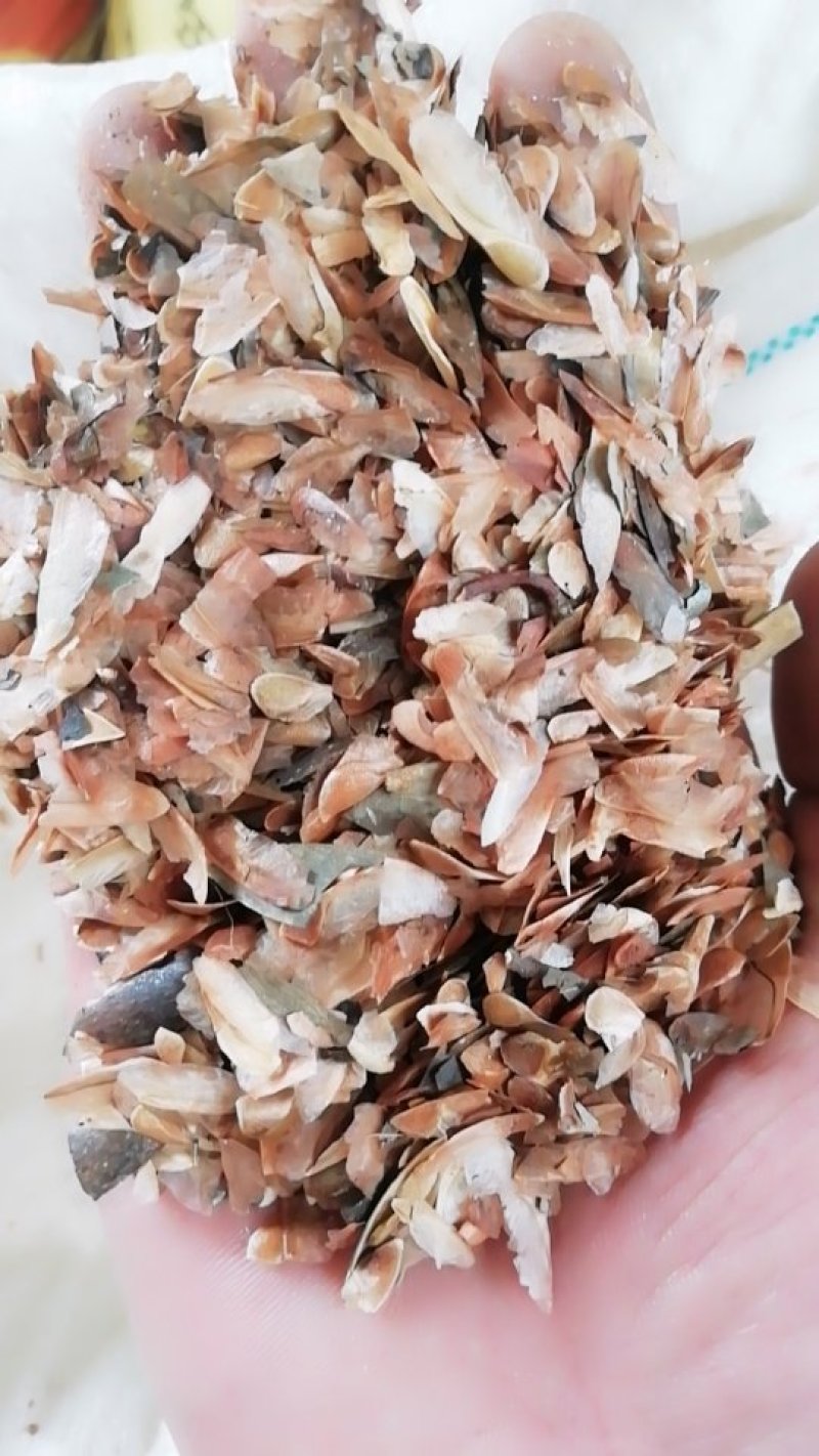 香椿种子红油香椿种子去翅净籽产地供应保证出芽率90%以上
