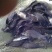 鲫鱼苗提供养殖技术水质检测保成活抗病毒成长快