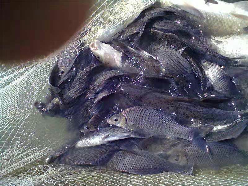 鲫鱼苗提供养殖技术水质检测保成活抗病毒成长快