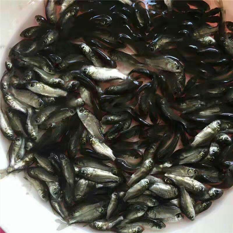 鲫鱼苗提供养殖技术水质检测保成活抗病毒成长快