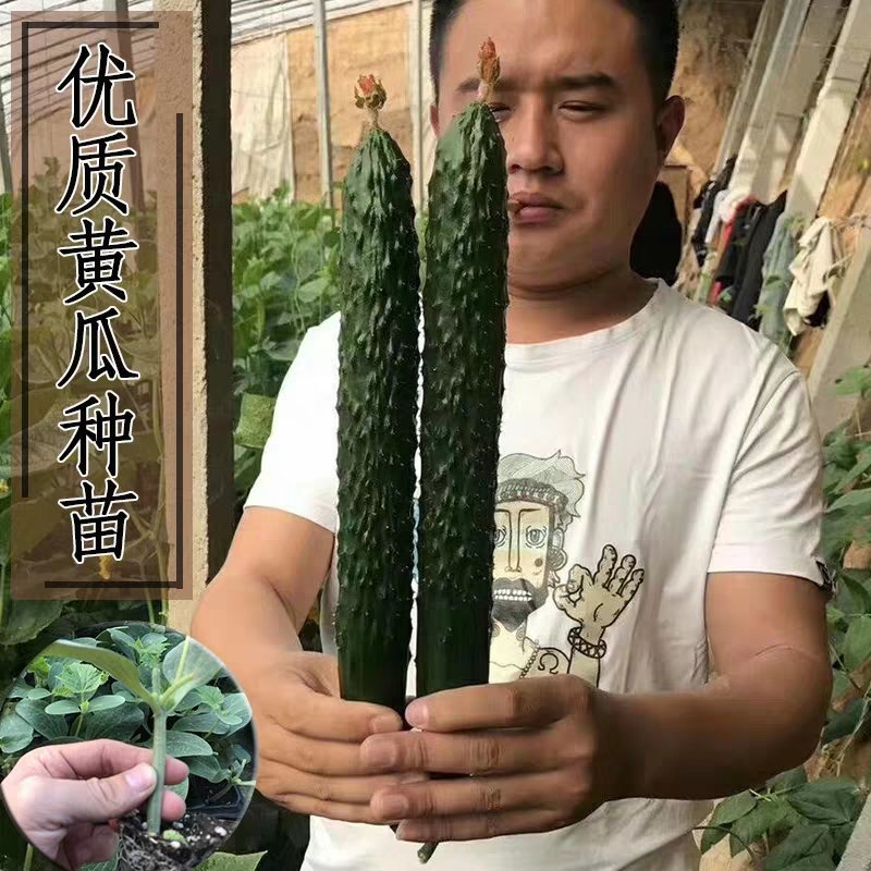 高产抗病摘不败黄瓜种子苗早春四季阳台老品种农家