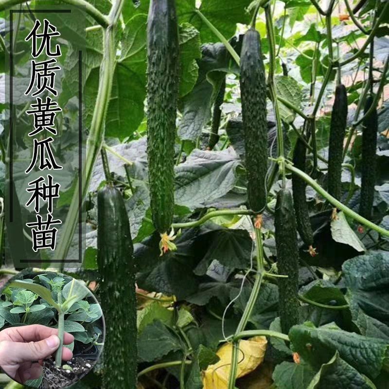 高产抗病摘不败黄瓜种子苗早春四季阳台老品种农家