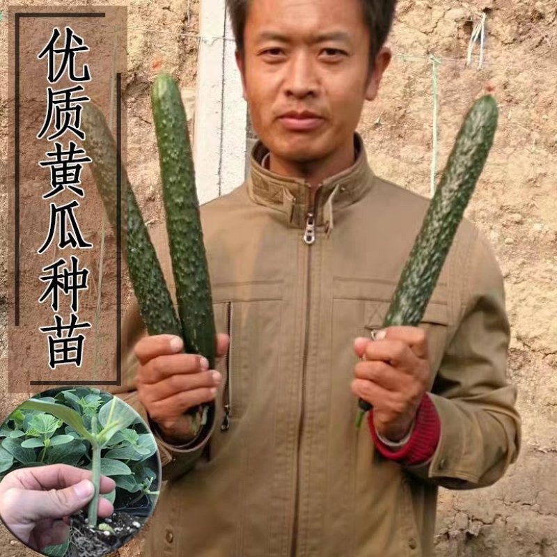 高产抗病摘不败黄瓜种子苗早春四季阳台老品种农家
