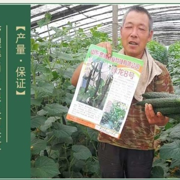 高产抗病摘不败黄瓜种子苗早春四季阳台老品种农家