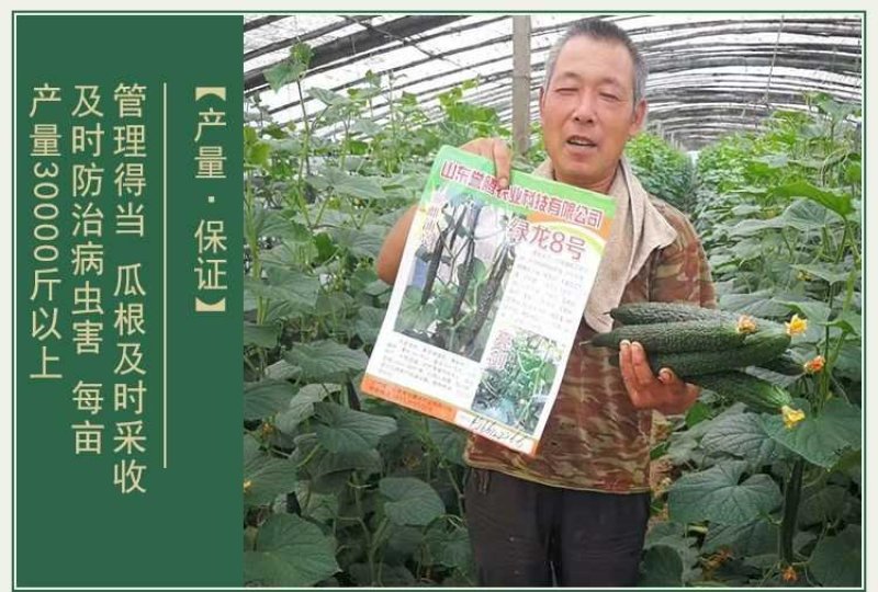 高产抗病摘不败黄瓜种子苗早春四季阳台老品种农家