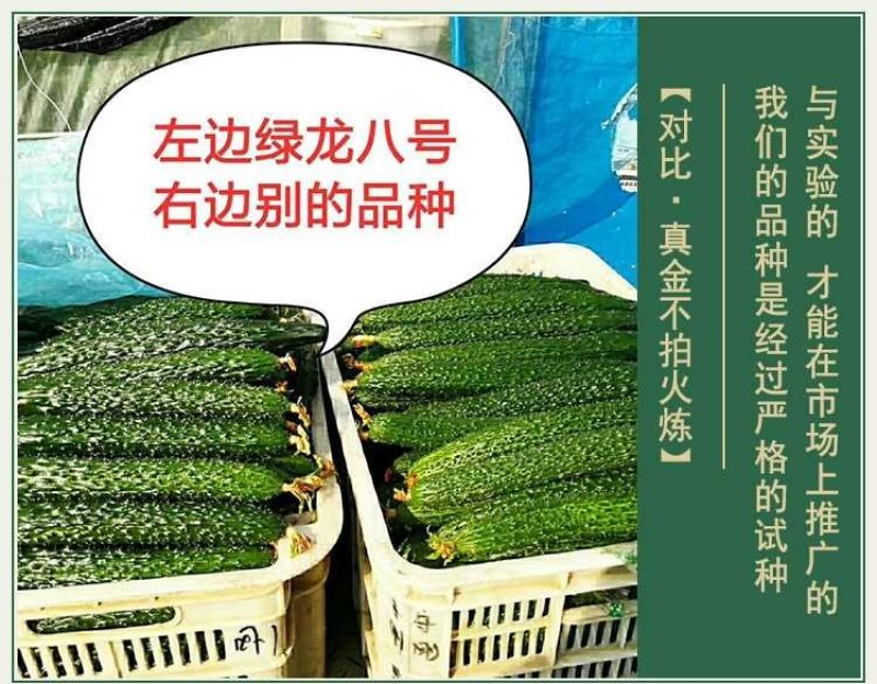 高产抗病摘不败黄瓜种子苗早春四季阳台老品种农家