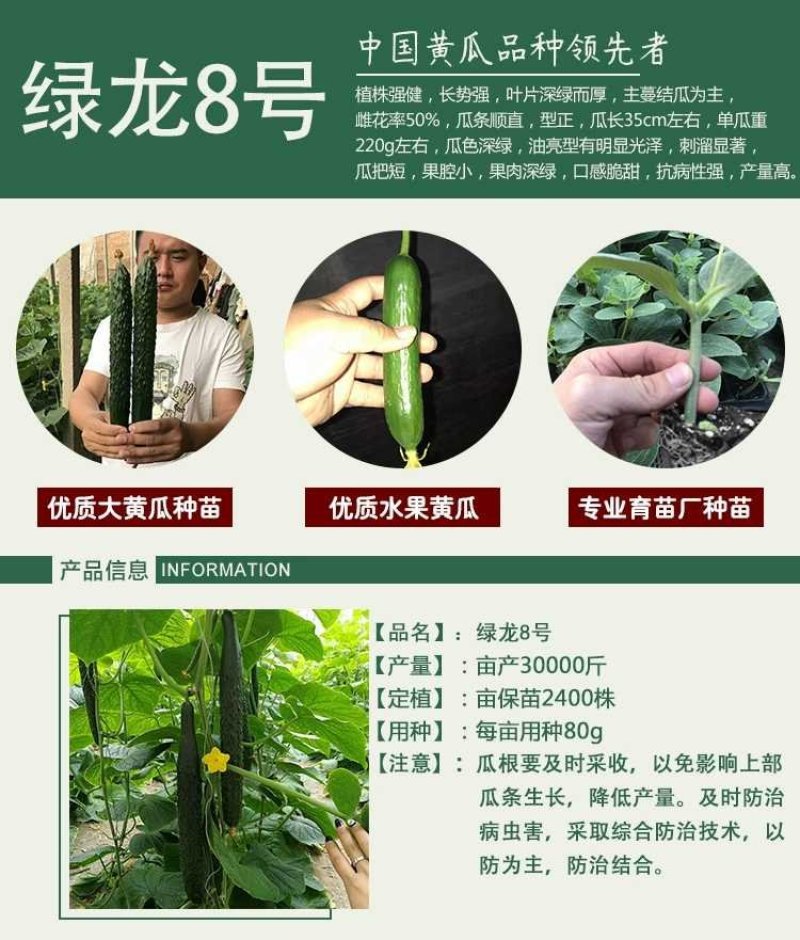 高产抗病摘不败黄瓜种子苗早春四季阳台老品种农家