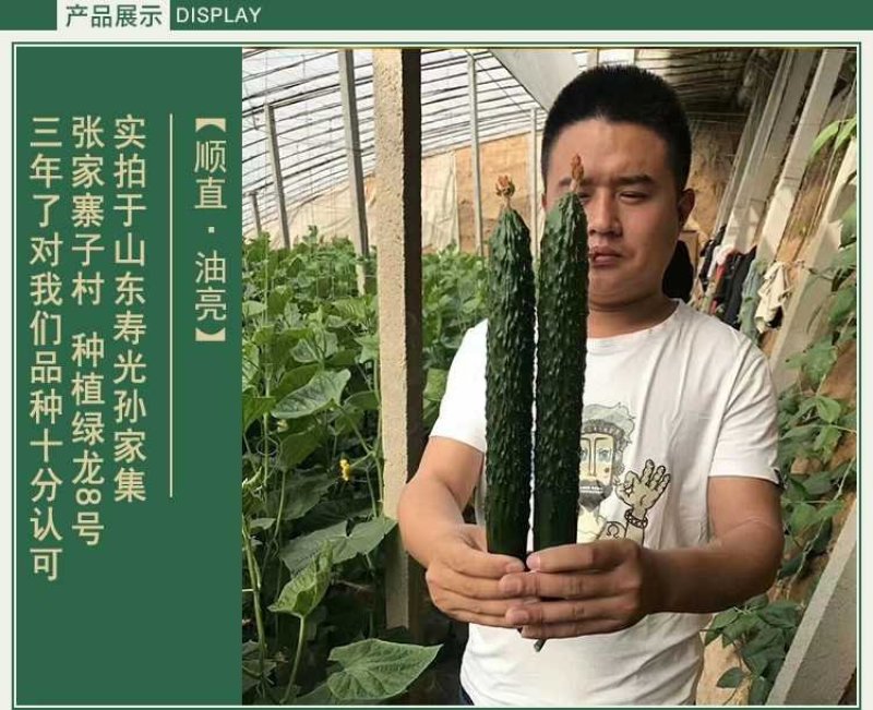 高产抗病摘不败黄瓜种子苗早春四季阳台老品种农家