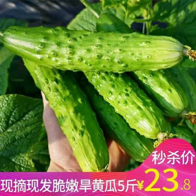 黄瓜