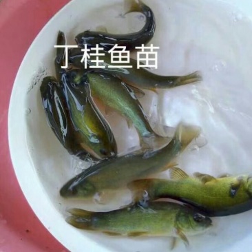 精品丁桂鱼苗保成活抗病毒成长快提供技术支持量大从优