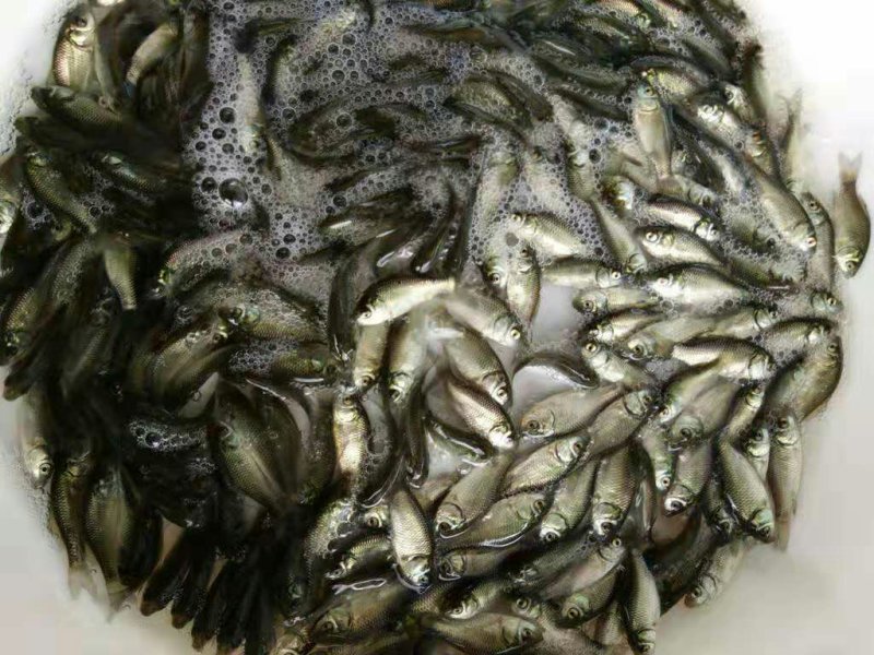 精品丁桂鱼苗保成活抗病毒成长快提供技术支持量大从优