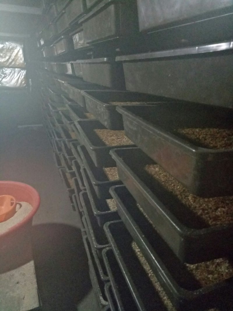 优质黄粉虫
