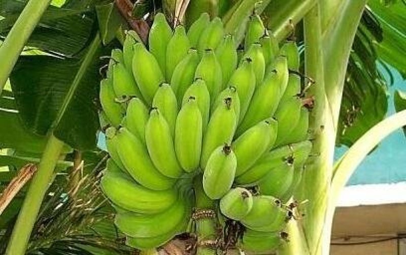 西贡焦
