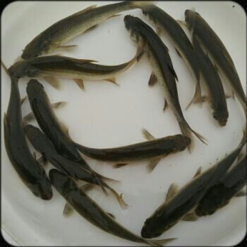 青鱼苗品种齐全质量保证保成活提供技术跟踪服务