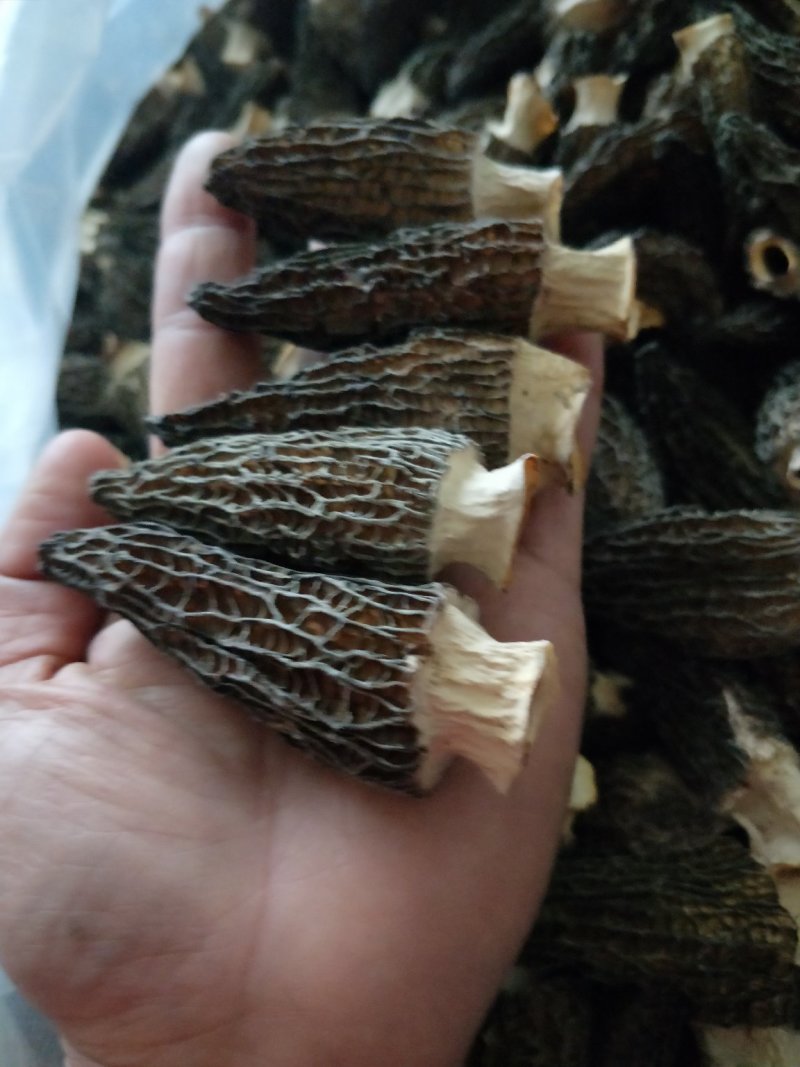 羊肚菌大货供应