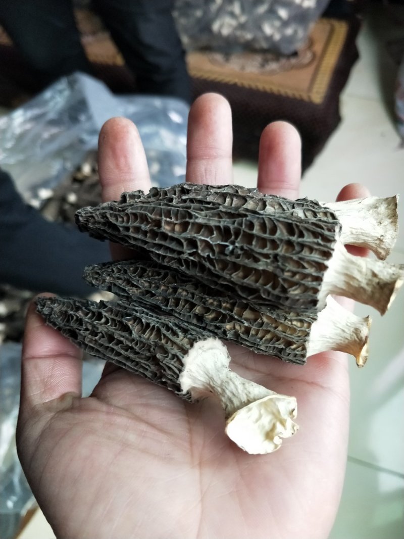 羊肚菌大货供应