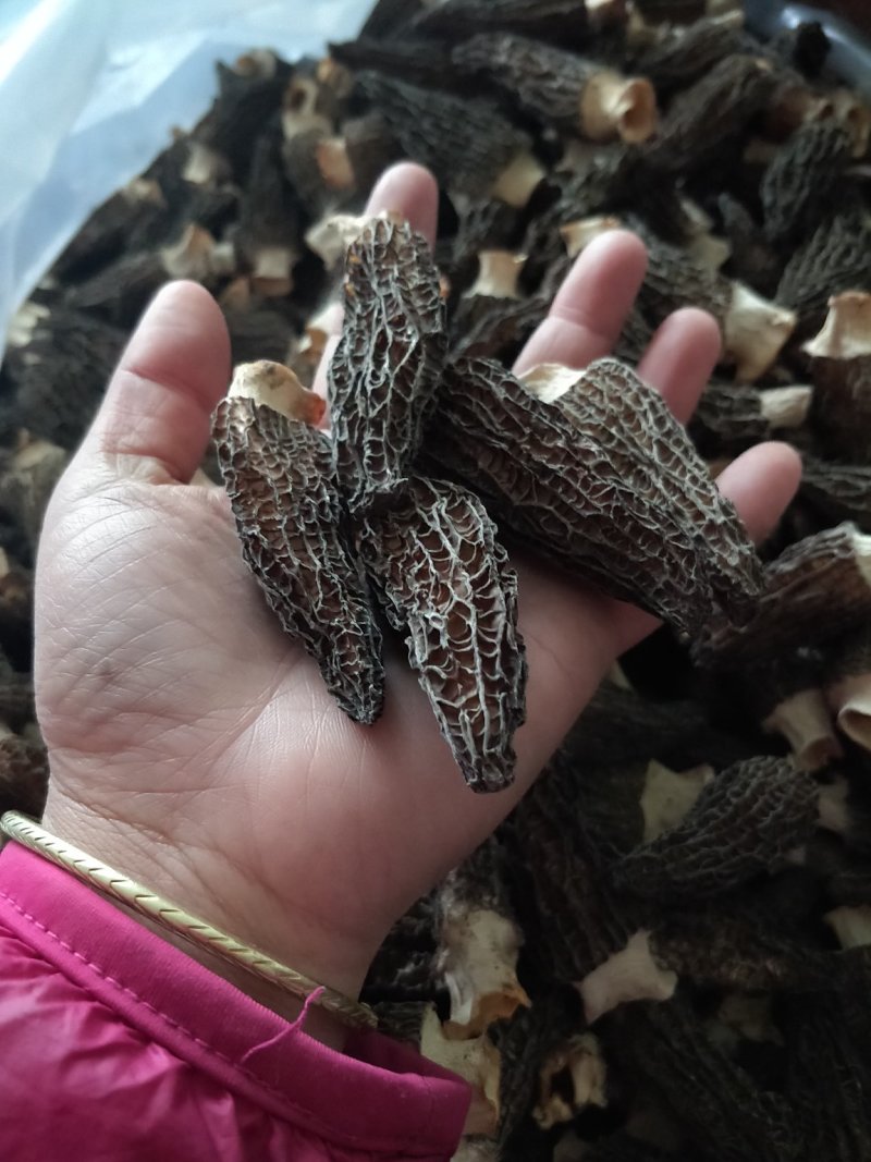 羊肚菌大货供应