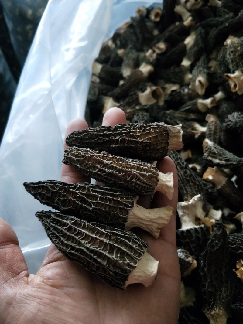 羊肚菌大货供应