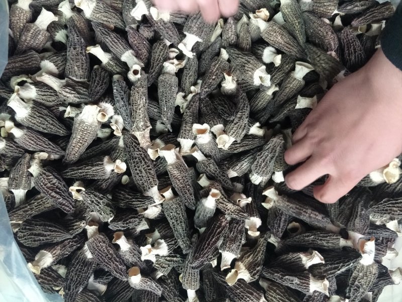 羊肚菌大货供应