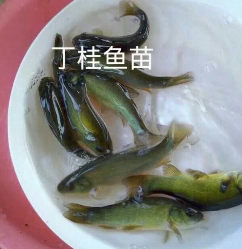胭脂鱼