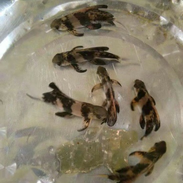 胭脂鱼