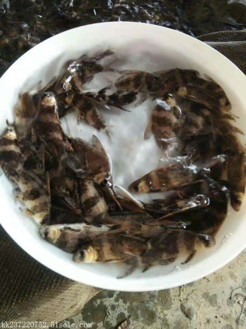 胭脂鱼