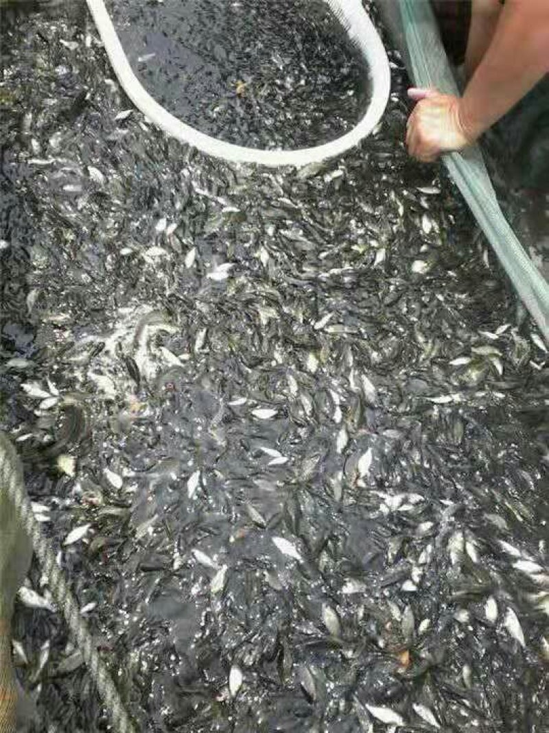 胭脂鱼