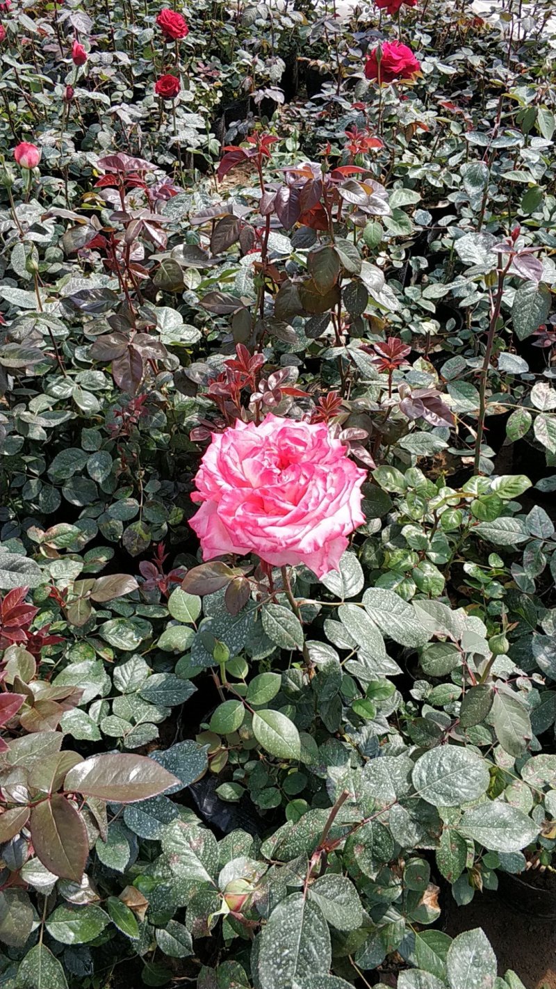 大花月季