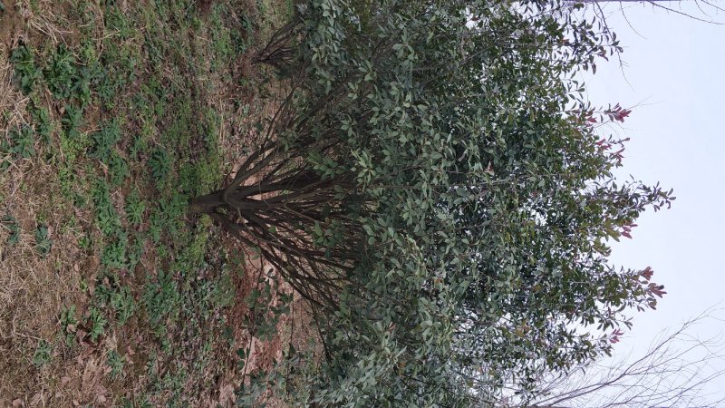 石楠球