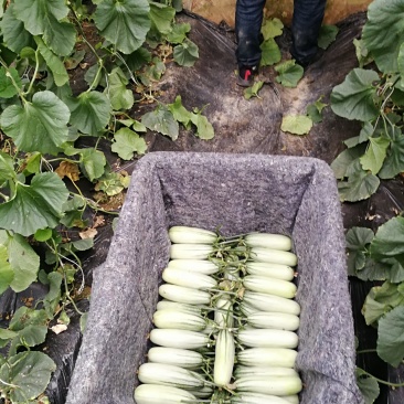 山东燕店加茬6号羊角蜜瓜大量供应