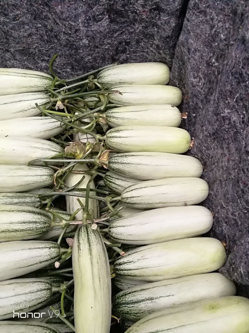 山东燕店加茬6号羊角蜜瓜大量供应