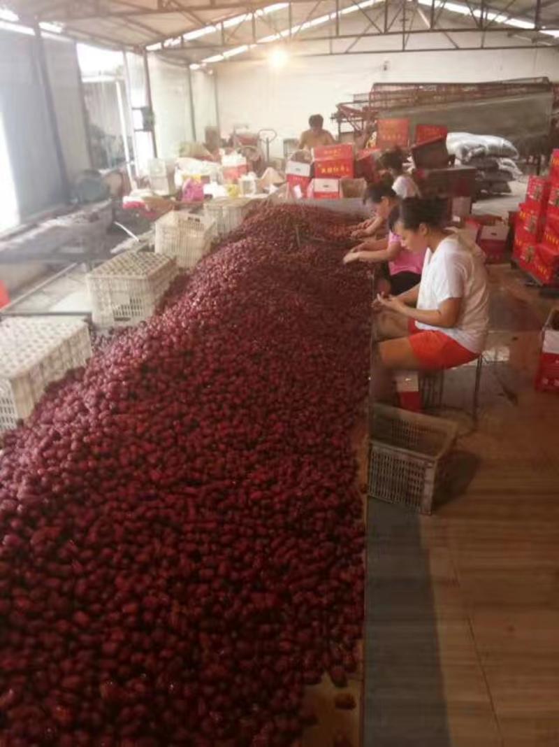 新疆红枣若羌红枣大枣厂家低价供应肉厚核小
