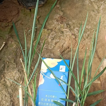 细叶芒基地直销量大从优