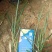 细叶芒基地直销量大从优