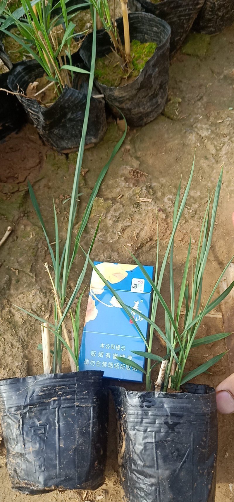 细叶芒基地直销量大从优