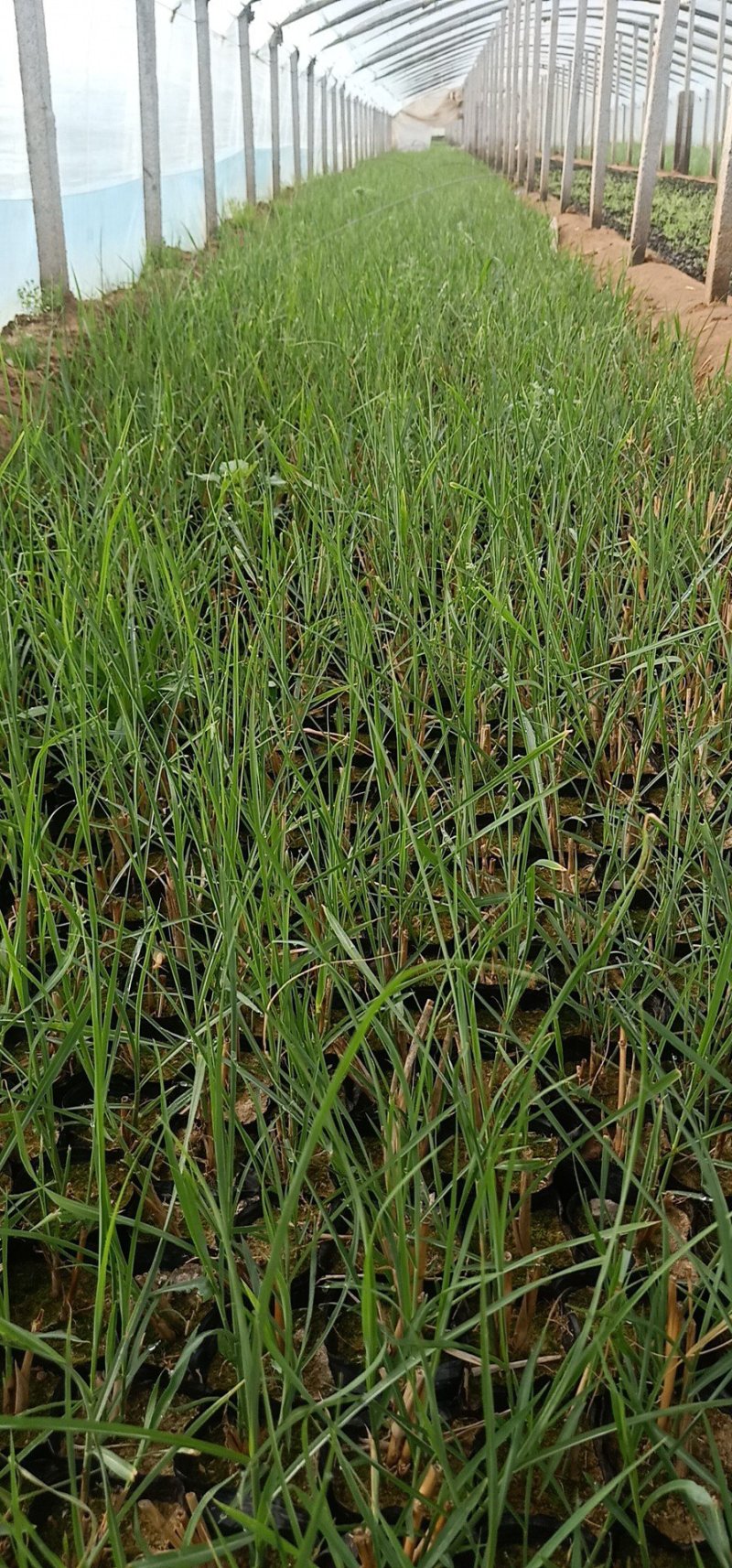 细叶芒基地直销量大从优