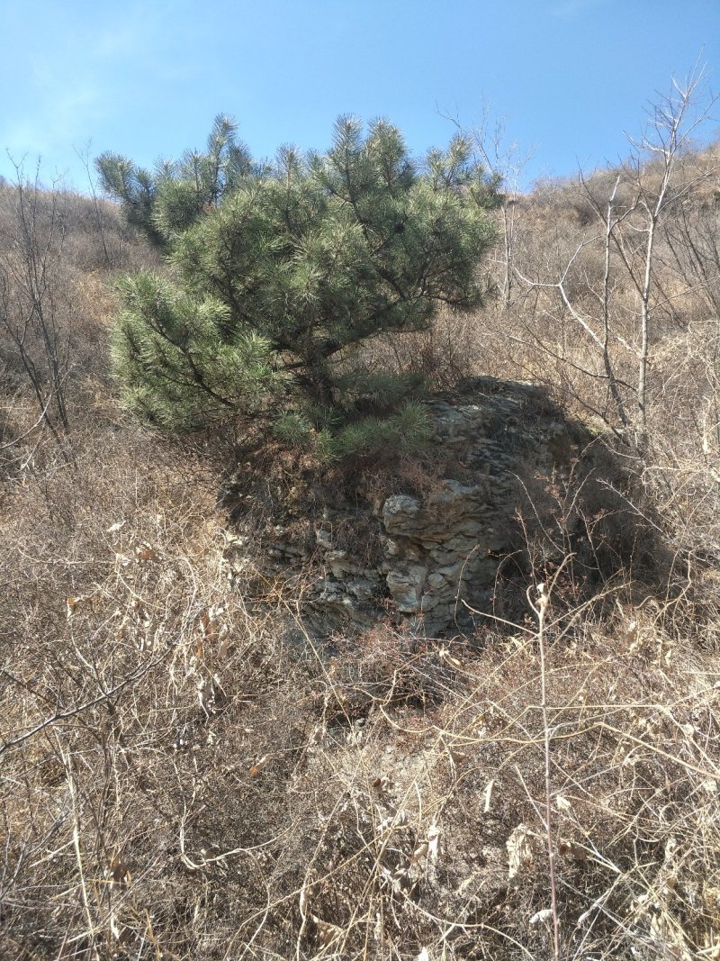 批发，松针腐土