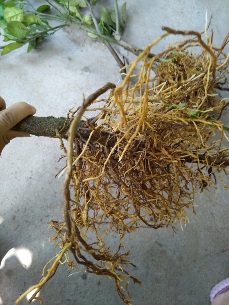 正毛橘红苗一年半以上大苗品质保证产地直发