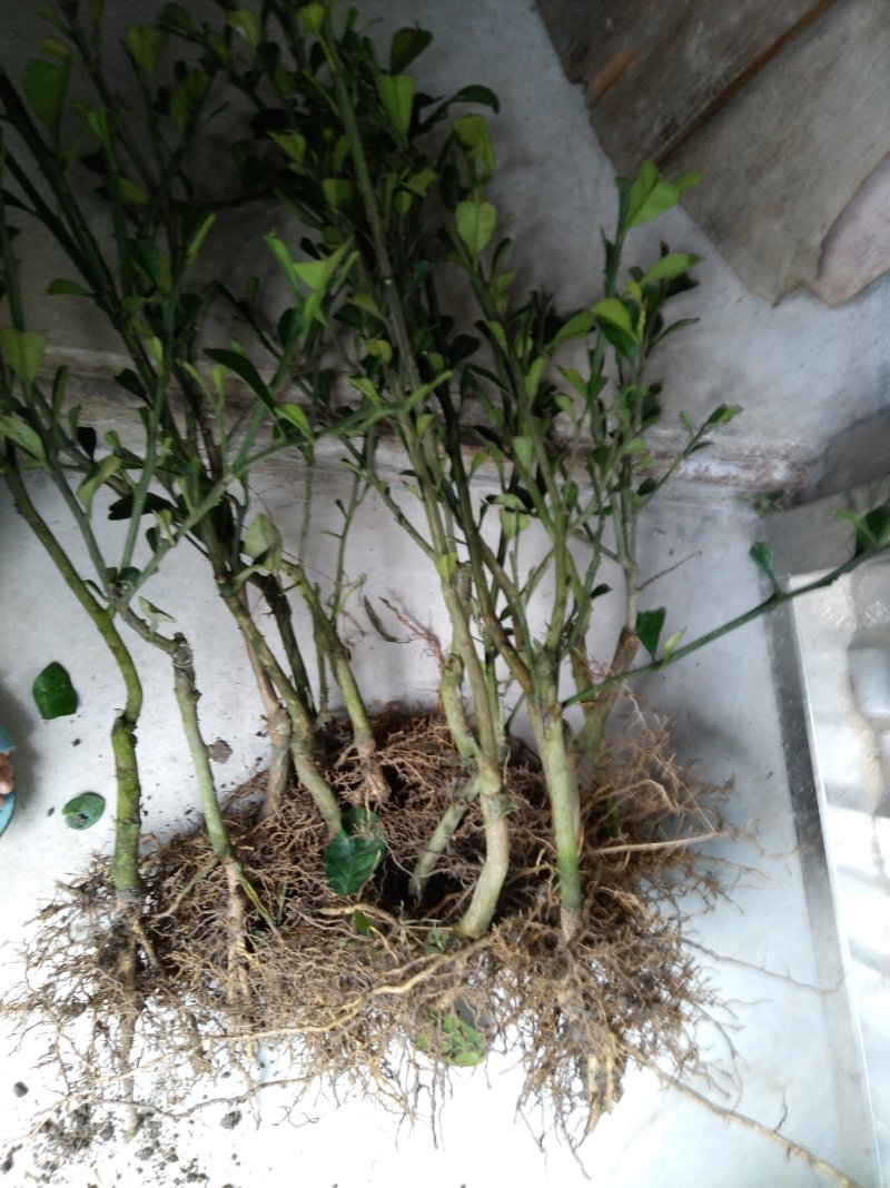 正毛橘红苗一年半以上大苗品质保证产地直发