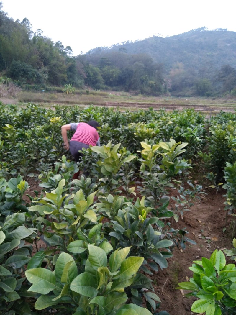 正毛橘红苗一年半以上大苗品质保证产地直发