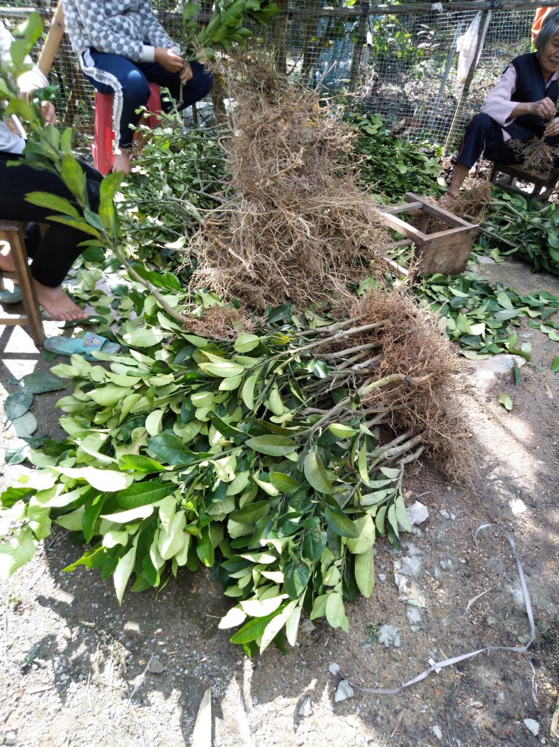 正毛橘红苗一年半以上大苗品质保证产地直发