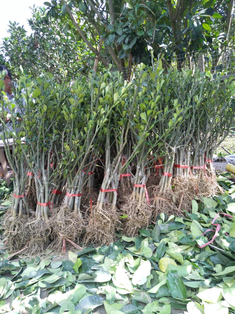 正毛橘红苗一年半以上大苗品质保证产地直发